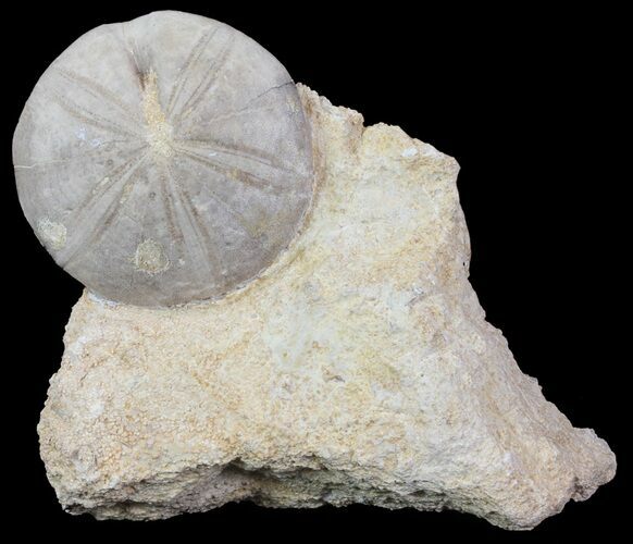 Displayable Fossil Sea Urchin (Clypeus) - England #65364